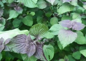 台灣新研究：抑制中共病毒活性 紫蘇薄荷等5藥物具潛力
