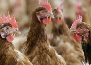 俄羅斯發現首例H5N8禽流感傳人病例