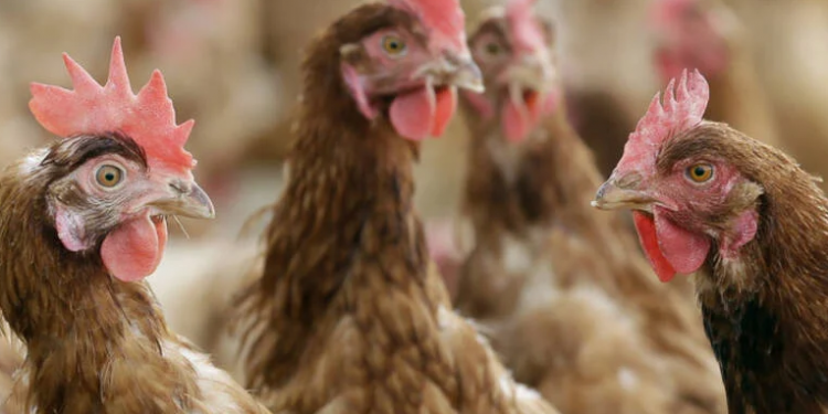 俄羅斯發現首例H5N8上人體案例。（圖片來源：美聯社圖片）