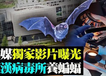澳媒全球獨家:影片證明蝙蝠被關在武漢實驗室;馬斯克:會開放比特幣買車 比特幣價格再翻倍;黑命貴組織發生內訌 …【粵覽新聞】