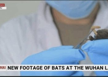 泄漏病毒證據？神秘影片流出：武漢實驗室有活著的蝙蝠