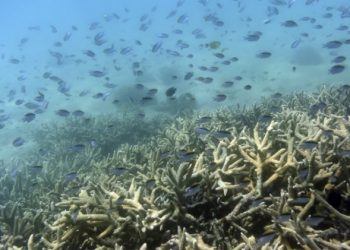 大堡礁列「瀕危」世界遺產？ 澳洲批中共政治操弄