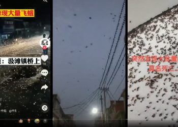 網曝河南鄧州飛鳥亂舞 飛蛾鋪地 大量黑蟻死亡