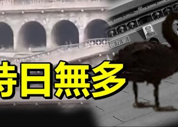 【每日要聞】黑天鵝在天安門廣場散步 甚麼徵兆；中共時日無多 延安窯洞群垮塌；罪犯混入阿富汗平民抵德國 已證實20人