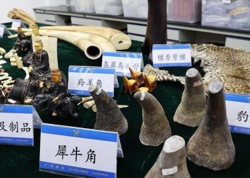法將開審國際走私案 大陸象牙需求再被關注
