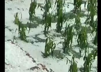 朝鮮初秋再遇極端天氣 水稻減產恐高達9成