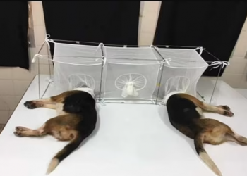 譴責NIAID進行殘忍幼犬實驗 美兩黨眾議員要求福奇解釋