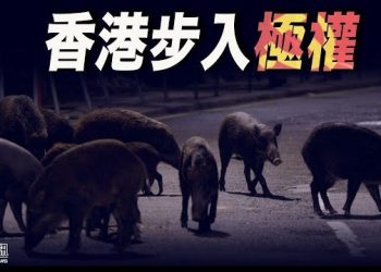 11月26日【香港簡訊】「殺豬令」 是香港步入極權的必然反應？…