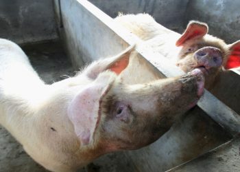 中共“黑科技”宣稱可將工業廢氣變飼料