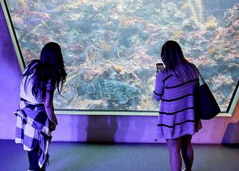 石斑魚疑雲釐清 業者：“不確定因素”實在太多
