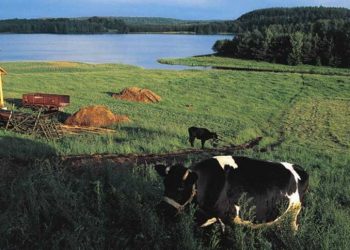 中共暫停進口立陶宛牛肉 多國表態共同對抗經濟脅迫