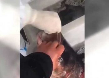 上海給活魚做核酸 網民笑：疫情拉低了智商