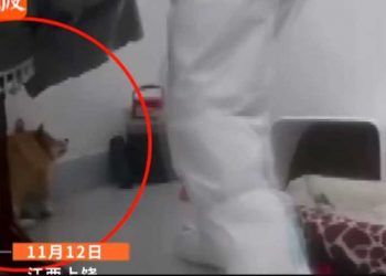 飼主染疫寵物一律撲殺 中共防疫手段震驚全網