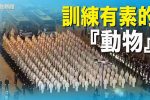 香港希望之聲