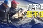香港希望之聲