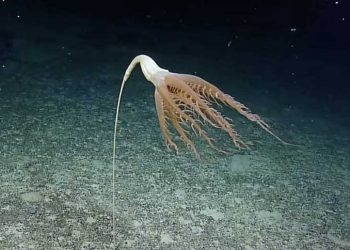 奇異「海筆」首次現蹤太平洋 影片曝光