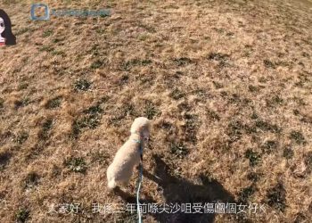 反送中爆眼少女移居加國