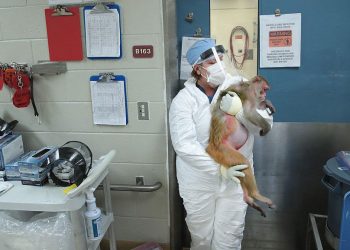 買地養猴做實驗 中共軍方又一罪惡被美揭開