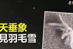 香港希望之聲