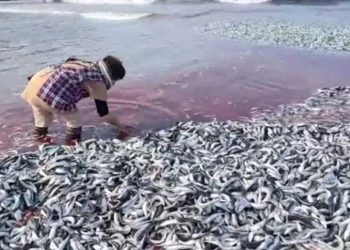 日沙灘突現大量沙丁魚 民眾憂是災難前兆 https://www.soundofhope.org/post/905054232