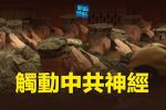 香港希望之聲