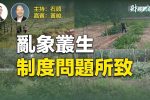 香港希望之聲