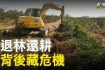 香港希望之聲