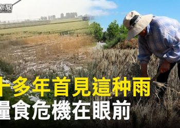 【粵覽新聞】幹了十餘年沒見過這樣的雨！麵粉漲價 小麥爛地裡 糧食危機在眼前 主播：黃曉翔 鍾嘉慧