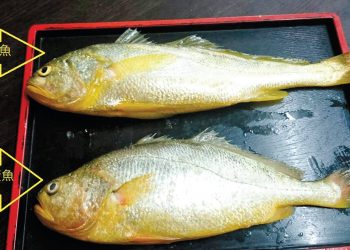 魚和青蛙【姐姐講故事】