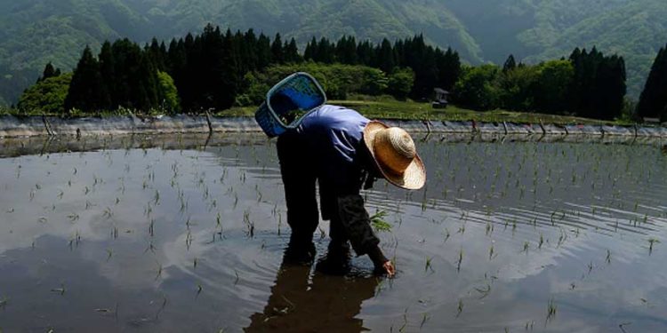 日本「讀賣新聞」報導,專家認為,日本的糧食自給率極低,只有10% (圖片:Buddhika Weerasinghe/Getty Images)
