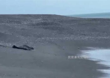 台灣屏東旭海驚現小海豹 不是水族館的