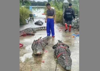 廣東洪水 至少75隻鰐魚逃脫 政府「闢謠」失敗