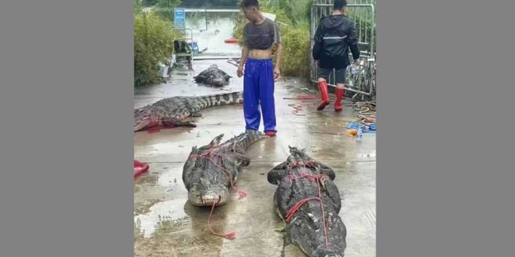 廣東洪水 至少75隻鱷魚逃脫 政府「闢謠」失敗 (微博截圖/希望之聲合成)