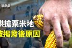 香港希望之聲