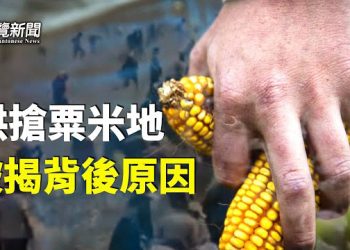 【粵覽新聞】村民哄搶粟米地 背後原因不簡單；以哈衝突 中共聲援哈馬斯 不救國人？ 主播：黃曉翔 鍾嘉慧 