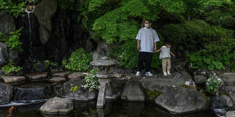 錦鯉起源自日本新瀉縣,已有200年以上的歷史,這種觀賞魚,有些品質1條可以賣到幾十萬人民幣。(圖片: Carl Court/Getty Images)