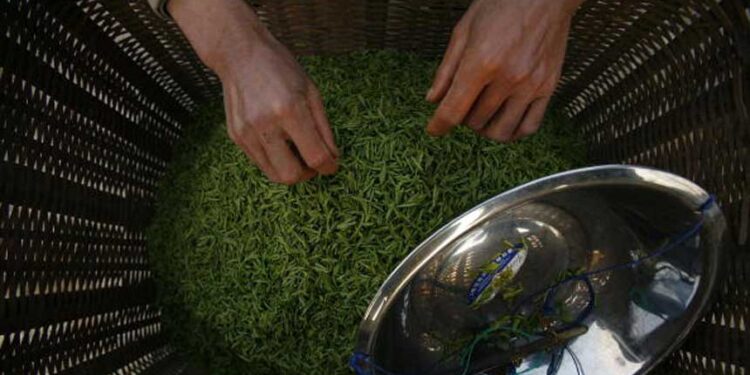 炒茶炒到暴雷 廣州500茶商被騙5億 (圖片:China Photos/Getty Images)