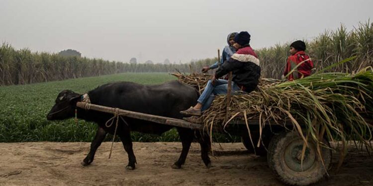 雨量不足 印度恐轉為食糖進口國 (圖片: Anindito Mukherjee/Getty Images)