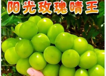 帝王級「麝香葡萄」被中國人山寨翻種 日本每年慘賠百億日圓