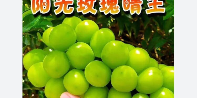 帝王級「麝香葡萄」被中國人山寨翻種 日本每年慘賠百億日圓(網絡圖片)