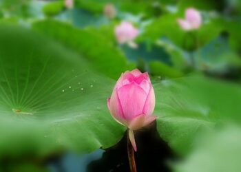 《養生養心》_【音樂緣起第290集】