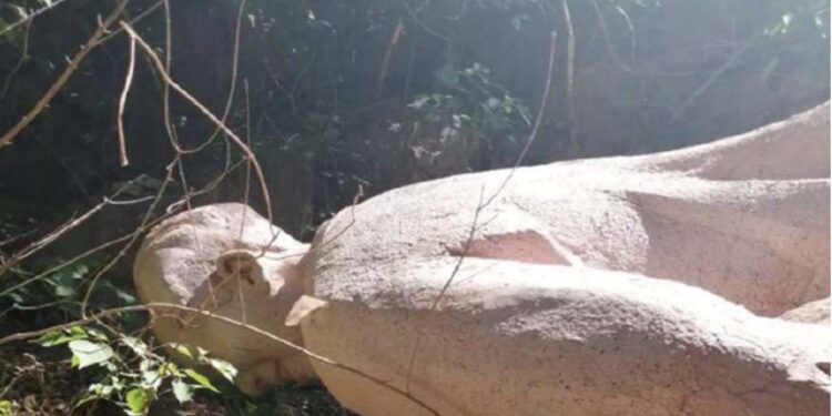毛澤東雕像被丟棄在草層中(網絡圖片)