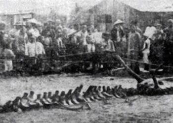 龍真的存在!? 90年前「營川墜龍事件」目擊者打臉央視