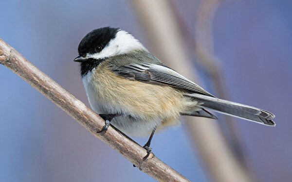 Black-capped chickadee