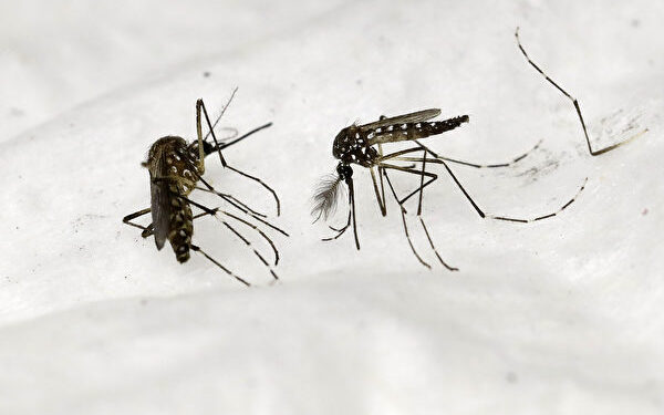 A picture taken on March 30, 2017 shows mosquitoes at the insectarium of The Institut Pasteur, a private non-profit foundation in Paris, whose mission is to help prevent and treat diseases.
Mosquitoes are reared at The Institut Pasteur to study how some diseases, like the Dengue or the malaria, are transmitted to humans by infected mosquitoes. / AFP PHOTO / PATRICK KOVARIK (Photo credit should read PATRICK KOVARIK/AFP via Getty Images)