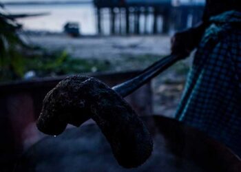 中國人青睞海參 引發廣泛生態危機