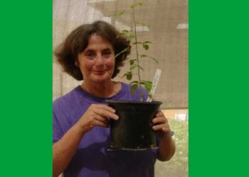 千年古種復活！聖經藥樹種植成功