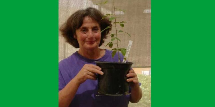 千年古種復活!聖經葯樹種植成功(圖片:翻攝自X帳號@DeHavenAI/希望之聲合成)