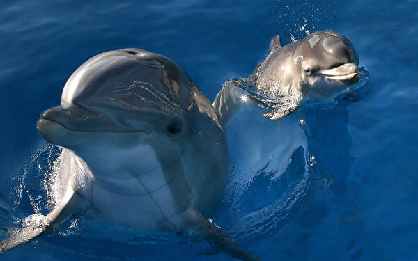VALLEJO, CA - JANUARY 17:  Bella, a Bottlenose Dolphin, swims in a pool with her new calf named Mirabella at Six Flags Discovery Kingdom on January 17, 2014 in Vallejo, California.  Bella, a nine year-old Bottlenose Dolphin, gave birth to her first calf on January 9, 2014 at Six Flags Discovery Kingdom.  (Photo by Justin Sullivan/Getty Images)