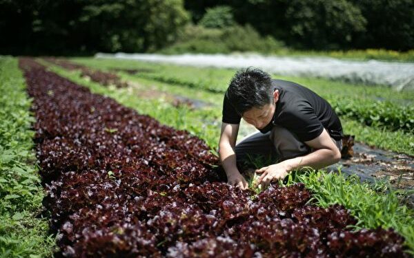 This picture taken on May 24, 2018 shows Yuya Shibakai working at his organic vegetable farm in Inzai, Chiba prefecture. - Yuya Shibakai sometimes feels he is ploughing a lonely furrow. The Japanese farmer produces organic lettuce, tomatoes, carrots and other vegetables for a market that has tasted nothing like the success the sector has enjoyed in other advanced economies. (Photo by Martin BUREAU / AFP) / To go with AFP story Japan food organic agriculture, Focus by Anne Beade (Photo credit should read MARTIN BUREAU/AFP/Getty Images)